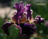 Dark purple tall bearded iris flower 'Dialect' with luminata pattern with yellow highlights at 'Stout Gardens at Dancingtree'.