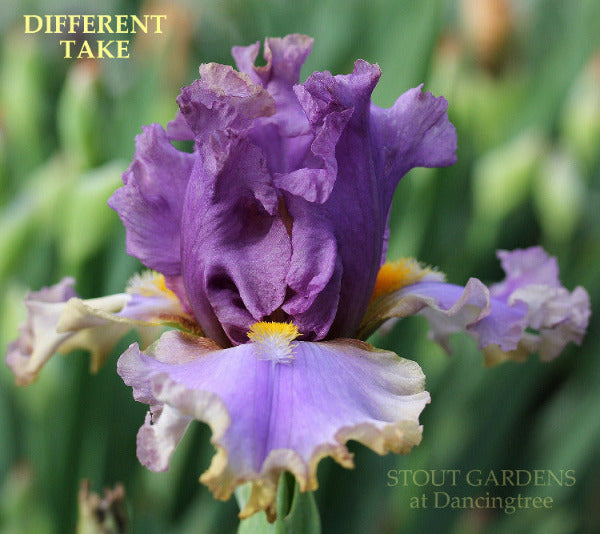 Close-up of 'Different Take', a purple tall bearded iris flower with a buff gold edge, seen at 'STOUT GARDENS at Dancingtree'.