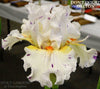 White and yellow flower with purple specks called 'Don't Doubt Dalton' tall bearded iris.