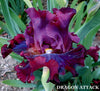 Close-up of a dark purple tall bearded iris flower with 'Dragon Attack' branding.