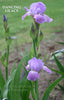 A stalk of lilac purple miniature all bearded iris 'Dancing Lilacs' with flowers,  at 'Stout Gardens At Dancingtree'.
