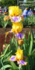 Yellow and purple tall bearded iris stalk 'Disco Eclipse' in a garden setting.