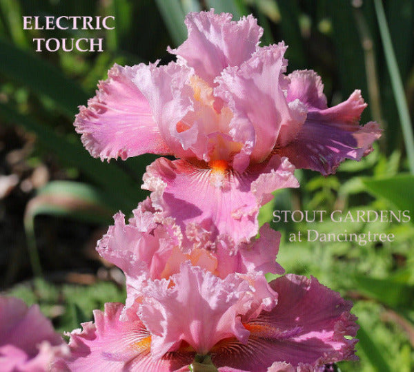 Pink laced tall bearded iris flower 'Electric Touch' at 'Stout Gardens at Dancingtree'.