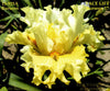 Yellow tall bearded iris flower shown named 'Face Lift' at Stout Gardens At Dancingtree'.