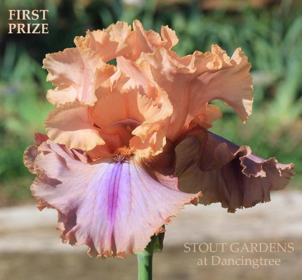 Pink and purple tall bearded iris flower 'First Prize' displayed at 'Stout Gardens at Dancingtree'.