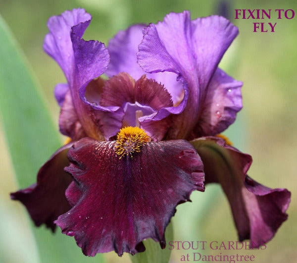 Close-up of purple and red tall bearded Iris flower 'Fixin to Fly' at 'Stout Gardens At Dancingtree'.