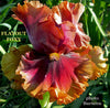 Multicolored iris flower 'Flatout Foxy' 'photo Burseen' text.