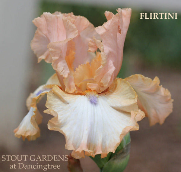 Light pink and white tall bearded iris 'Flirtini' at 'Stout Gardens at Dancingtree'. 