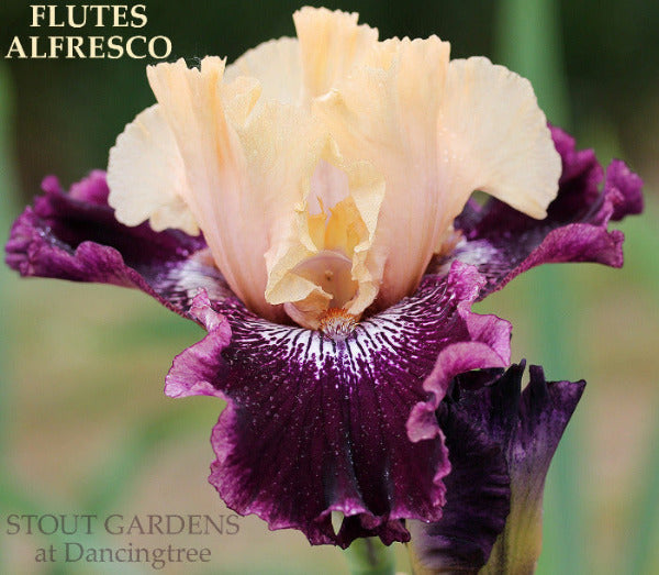 Tall bearded iris with a light yellow and purple flower, labeled 'Flutes Alfresco' by 'Stout Gardens at Dancingtree'.