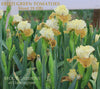 A clump of the award winning intermediate bearded iris  'Fried Green Tomatoes' by Hugh Stout shows white and yellow iris flower from 'Stout Gardens at Dancingtree'.