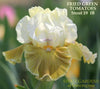 Award winning intermediate bearded iris  'Fried Green Tomatoes' by Hugh Stout shows white and yellow iris flower from 'Stout Gardens at Dancingtree'.