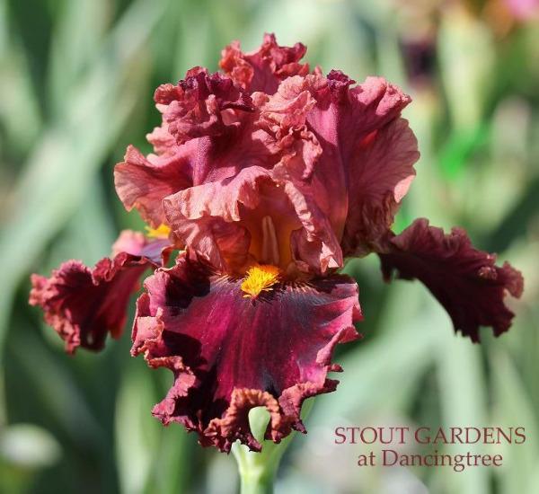 Tall bearded iris 'Foxy Mama', is shown with red tones, ruffling and gold beard at 'Stout Gardens At Dancingtree'.
