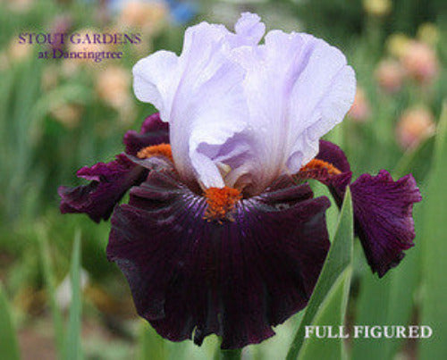 Tall bearded iris 'FULL FIGURED' shown with white over dark purple flower at 'Stout Gardens At Dancingtree'.