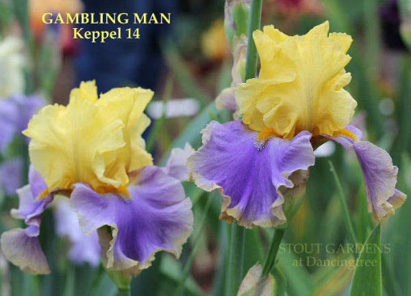 Two colorful yellow and violet purple tall bearded iris flowers with 'GAMBLING MAN' name by Keppel at  'STOUT GARDENS at Dancingtree'.