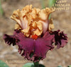 Tall bearded iris 'Game Changer' shown close up with apricot orange standards and purple red falls at 'Stout Gardens At Dancingtree'.