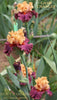 Light orange and rosy purple tall bearded iris 'Game Changer' stalk shown with three flowers at' Stout Gardens At Dancingtree'.