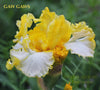 Yellow and white tall bearded iris flower named 'GAW GAWS', showing it's big flounces at 'Stout Gardens At Dancingtree'.