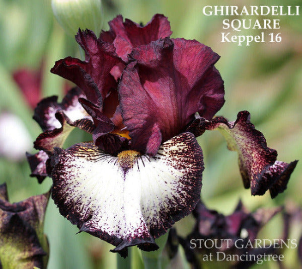 Close-up of a dark purple and white plicata, tall bearded iris flower called 'Ghirardelli Square' by Keppel at 'Stout Gardens At Dancingtree'.