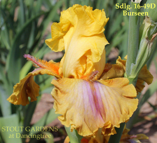 Tall bearded iris 'Get This Party Started' shown with yellow flower highlighted with long purple horns ans a blush of purple in the falls. Available at 'Stout Gardens At Dancingtree'.