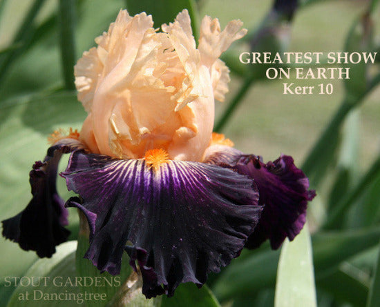 Close-up of tall bearded iris 'Greatest Show On Earth', showing orange over near black falls with white sunburst pattern in the gardens of 'Stout Gardens At Dancingtree'.