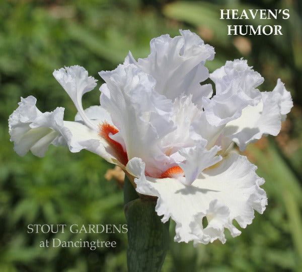 An image of the tall bearded iris 'Heaven's Humor' with white flowers, orange beards and large white flounces by 'Tom Burseen' at 'Stout Gardens At Dancingtree'.