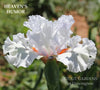 All white space-age tall bearded iris with large white flounces out of orange beards. Available at 'Stout Gardens At Dancingtree'.