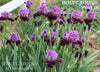 Purple and black tall bearded iris flowers called 'Holy Ground' by 'Stout 18' at 'Stout Gardens at Dancingree'.