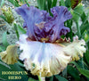 Multicolored iris flower with 'Homespun Hero' branding in a garden setting.