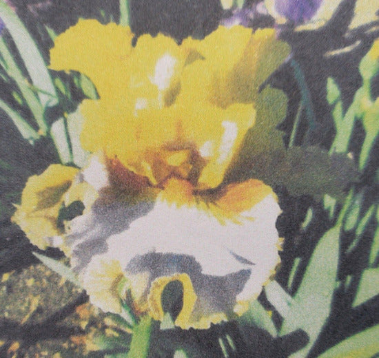 Iris Hoot And A Holler