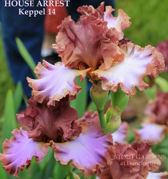 Close-up of a ruffled rose red and purple tall bearded iris flower with text 'HOUSE ARREST' and 'STOUT GARDENS at Dancingtree'.