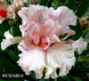 Pink and white tall bearded iris flower with ruffled petals on a green background
