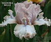 Pink and white tall bearded iris space-age novelty flower with 'Isadora Belle' branding and credit to 'Stout Gardens at Dancingtree'.