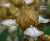 Close-up of miniature tall bearded Iris 'IN MY VEINS', a gold and white flower with purple veining at 'Stout Gardens At Dancingtree'.