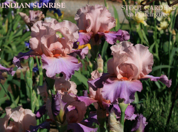 Colorful pink and purple tall bearded iris flowers with 'Indian Sunrise' and 'Stout Gardens at Dancingtree' text.