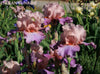 Colorful pink and purple tall bearded iris flowers with 'Indian Sunrise' and 'Stout Gardens at Dancingtree' text.
