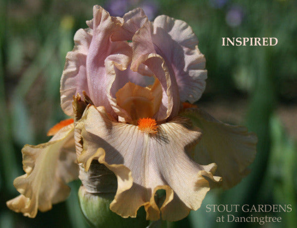 Tall bearded iris 'Inspired' close up showing peach and rose colors at 'Stout Gardens At Dancingtree'.