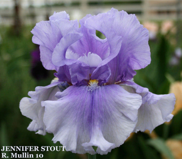 Tall bearded iris 'JENNIFER STOUT' is displayed showing a light to medium violet purple flower at' Stout Gardens At Dancingtree'