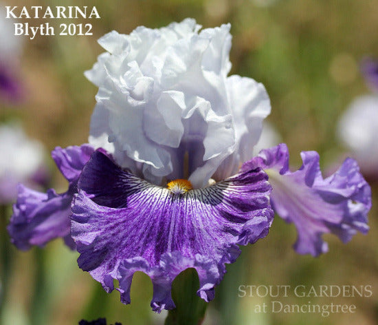 Close-up of a white and purple tall bearded iris flower named 'Katarina' by Blyth at 'Stout Gardens at Dancingtree'.