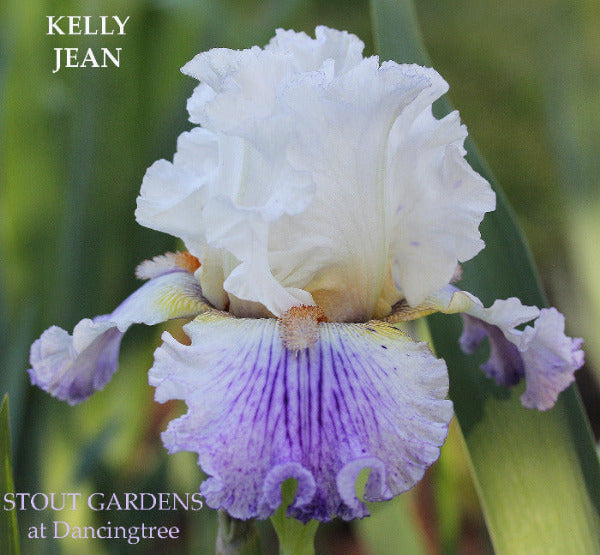 Close-up of a white and purple tall  bearded iris 'KELLY JEAN' at 'STOUT GARDENS at Dancingtree'.