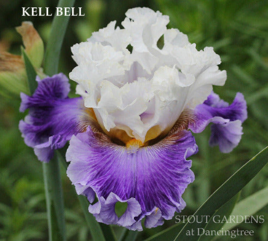 A close-up image of the tall bearded iris 'Kell Bell' with white standards and violet-blue falls with light, ruffled edges. The flower is available at 'Stout Gardens At Dancingtree'.