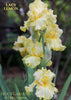 A stalk of tall bearded iris yellow flowers called 'Lacy Lemon' at 'Stout Gardens at Dancingtree'.