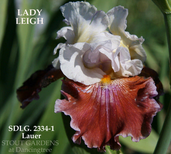 Red and white tall bearded iris flower 'LADY LEIGH' at 'STOUT GARDENS at Dancingtree'.