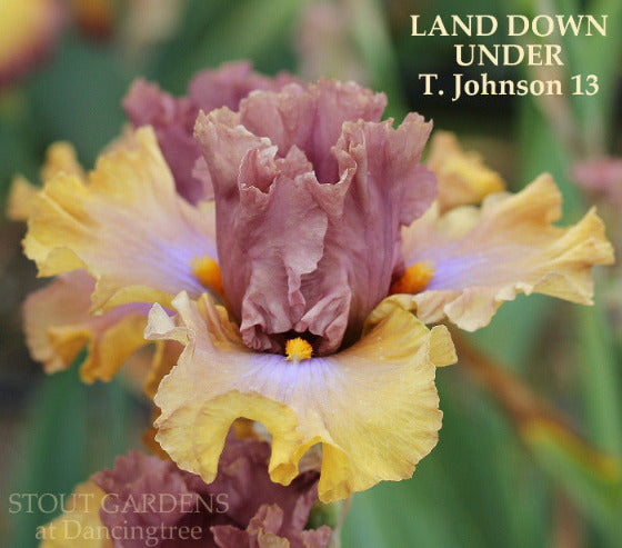 Tall bearded iris 'Land Down Under' is shown displaying rose purple standards and golden yellow falls at 'Stout Gardens At Dancingtree'.