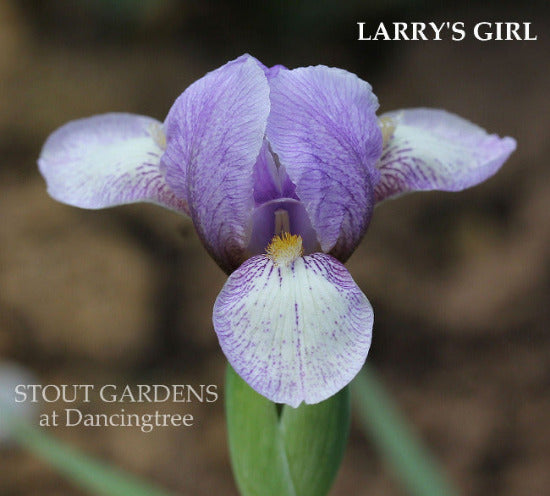 Close-up of the miniature tall bearded iris 'Larry's Girl' is shown with white and lilac colored flower at 'Stout Gardens At Dancingtree'.