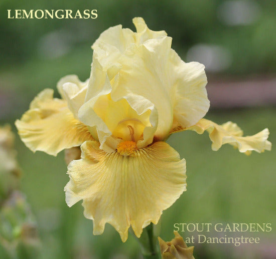 Close-up of the tall bearded iris 'Lemongrass', a yellow flower, at 'Stout Gardens At Dancingtree'.