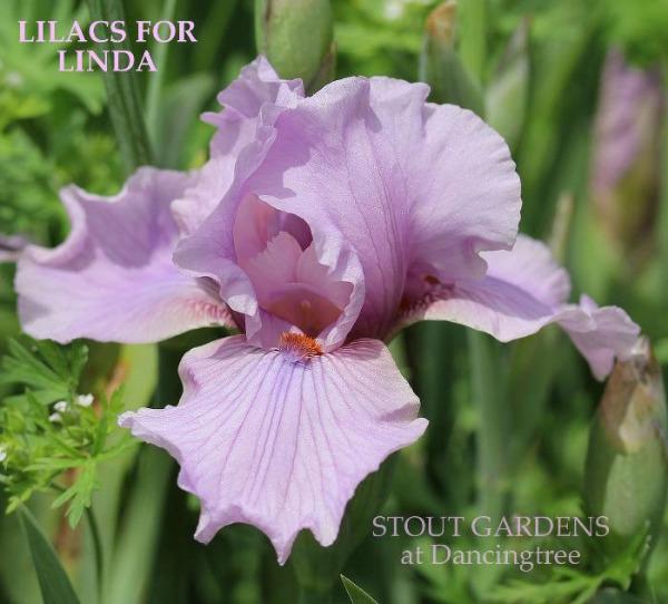 Purple tall bearded iris flower with green foliage in the background, featuring name 'LILACS FOR LINDA' at 'STOUT GARDENS at Dancingtree'.