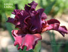 Red-purple tall bearded iris flower with the name 'Linda Laing' in garden at 'Stout Gardens at Dancingtree'.