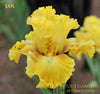 Yellow space-age tall bearded iris 'LOL' is shown at 'Stout Gardens At Dancingtree'.