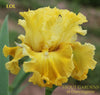 Close-up of tall bearded iris 'LOL', a yellow space-age flower at 'Stout Gardens At Dancingtree'.