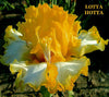 A close-up image of space-age, tall bearded iris, 'Lotta Hotta' with a yellow ochre washed base and white lemon yellow petals with yellow flounces.